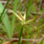 Carex pauciflora Λουλούδι