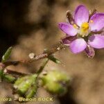 Spergularia echinosperma Anders