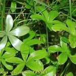 Alchemilla saxatilis Habit