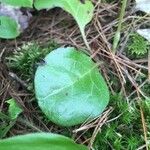 Pyrola elliptica Foglia