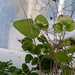 Hemionitis ovata Leaf