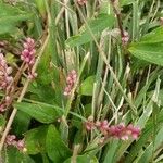 Persicaria maculosa花