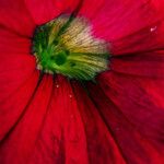 Salpiglossis sinuata Çiçek