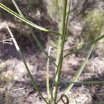 Scorzonera aristata 葉