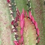 Euphorbia trigona Fulla