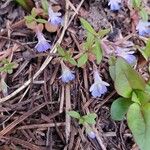 Collinsia parviflora Kvet