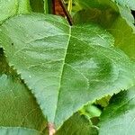 Pyrus cordata Ліст