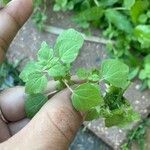 Parietaria floridana Hoja