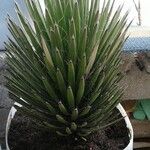 Yucca filifera برگ