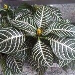 Aphelandra squarrosa 葉