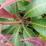 Mangifera indica Blatt