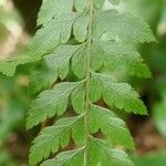 Polystichum ammifolium Frunză