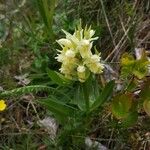 Dactylorhiza sambucinaBlomst