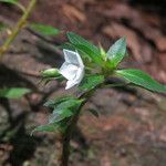 Sauvagesia erecta Leaf