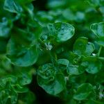 Nasturtium officinale Blad