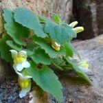 Asarina procumbens Kvet