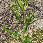 Pascalia glauca Συνήθη χαρακτηριστικά