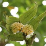 Calyptrochilum emarginatum Συνήθη χαρακτηριστικά
