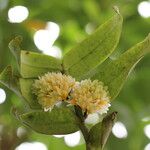 Calyptrochilum emarginatum Natur