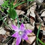 Romulea ligustica 花