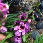 Angelonia biflora Квітка