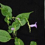 Strobilanthes saccata Yeri