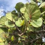 Coccoloba uvifera Blatt