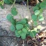 Cissus rotundifolia Lapas