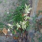 Euphorbia tithymaloides Leaf