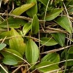 Goodyera repens Облик