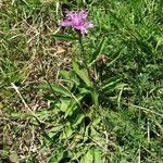 Centaurea nervosa Hábito