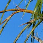 Washingtonia filifera Цвят