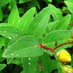 Hypericum × hidcoteense Leaf