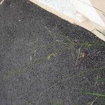 Agrostis stolonifera Plante entière