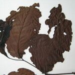 Cordia sagotii Muu