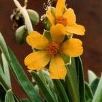 Hibbertia lucens Цветок