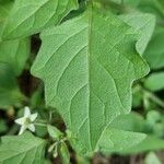 Solanum nigrumFoglia