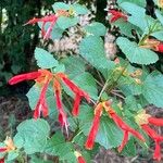 Salvia regla Lorea
