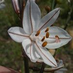 Asphodelus ayardii Flower