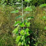 Populus alba Plante entière