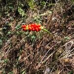 Arum italicumFlower