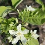 Wrightia tinctoria Flower