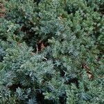 Juniperus squamata Habit