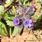 Alkanna tinctoria (L.) TauschFlower