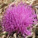 Cirsium acaulon पत्ता