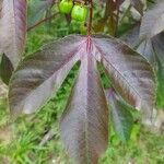 Jatropha gossypiifolia Blad