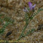 Astragalus baionensis Blüte