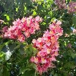 Aesculus × carnea Flower