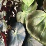 Begonia cucullata cv. 'Doublet Rose Pink' Blatt
