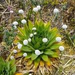 Paepalanthus alpinus Habitatea